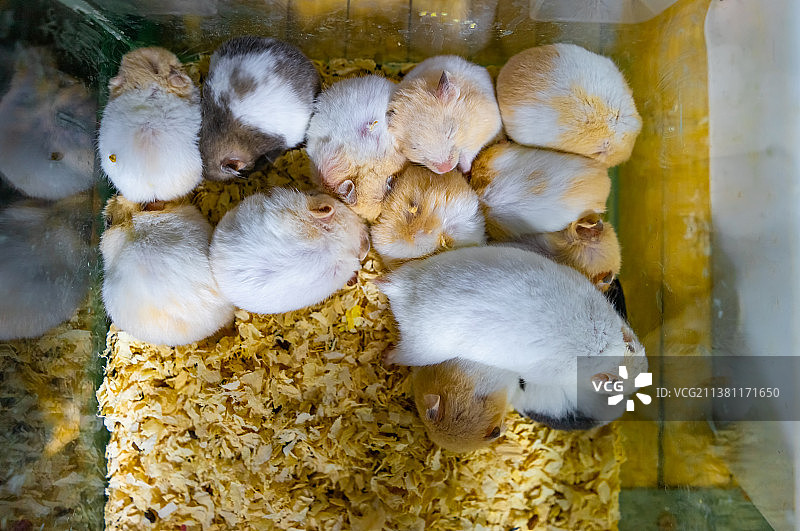 中国动物拍摄主题，玻璃缸里的一堆仓鼠，户外无人图像摄影图片素材