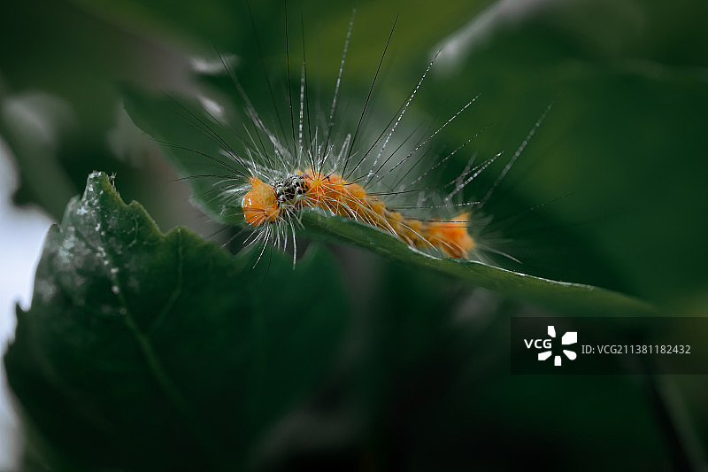 毛毛虫图片素材