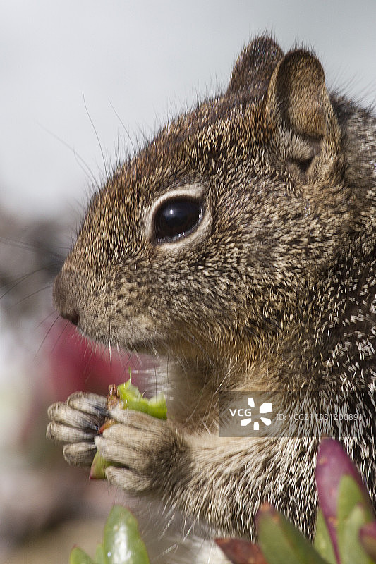 西部灰松鼠特写图片素材