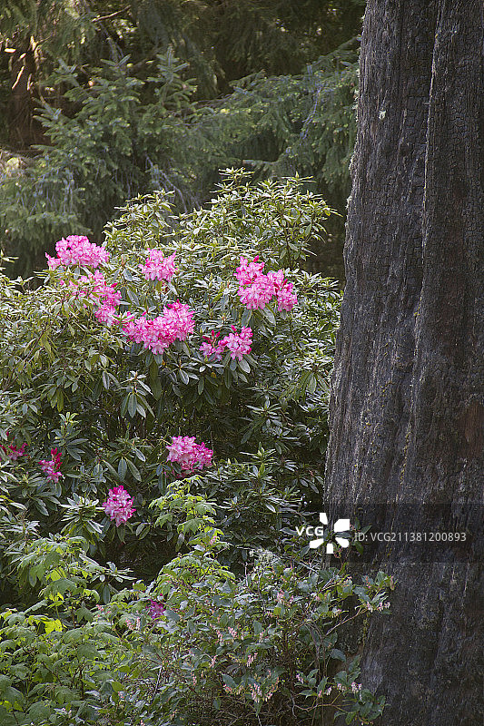 红杉林中的太平洋杜鹃花图片素材