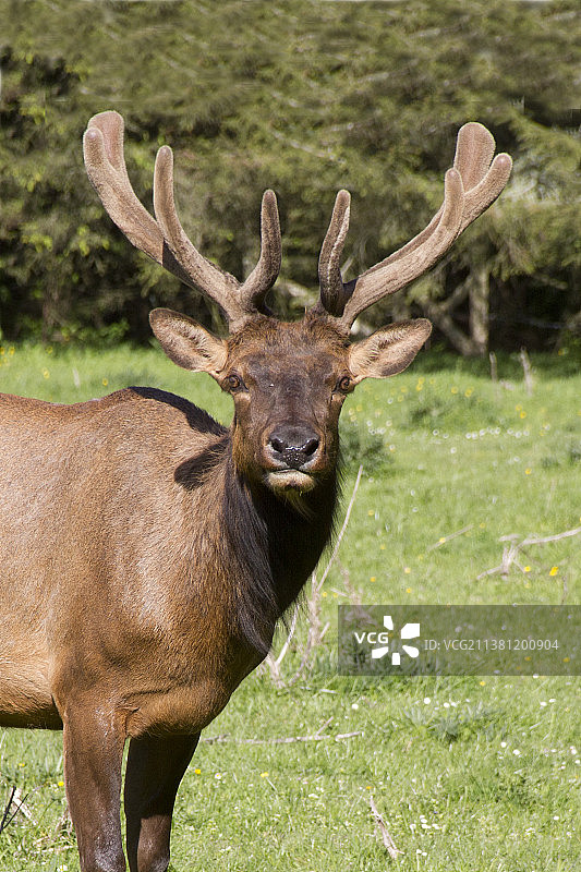 罗斯福麋鹿公牛特写，鹿角带茸毛图片素材