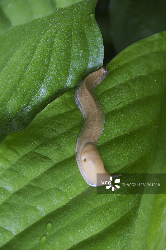 香蕉蛞蝓图片素材