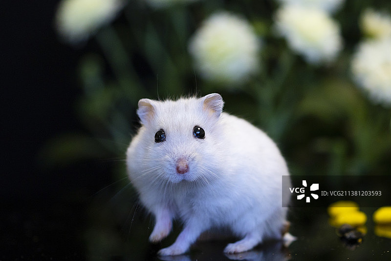 憨态可掬的仓鼠图片素材