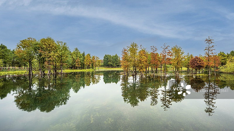 金城湾公园湖边的树倒影在水面上图片素材