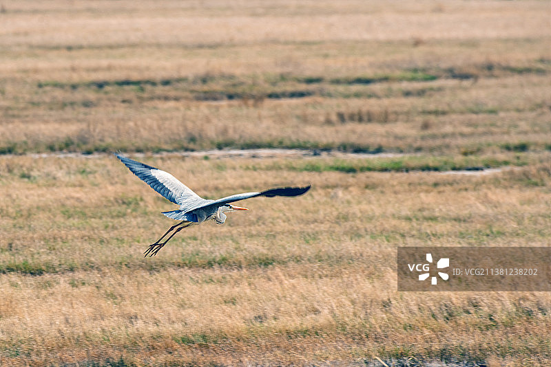 百鸟乐园图片素材