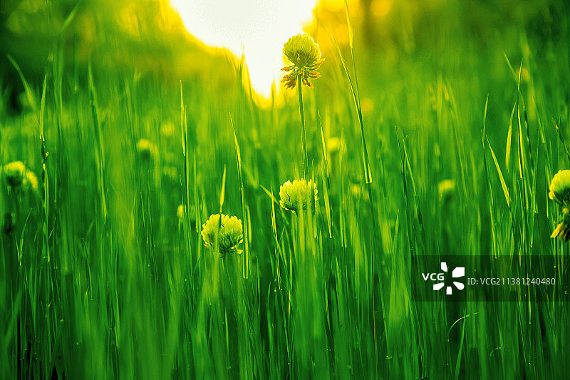 南京市雨花台风景区春色风光一角图片素材