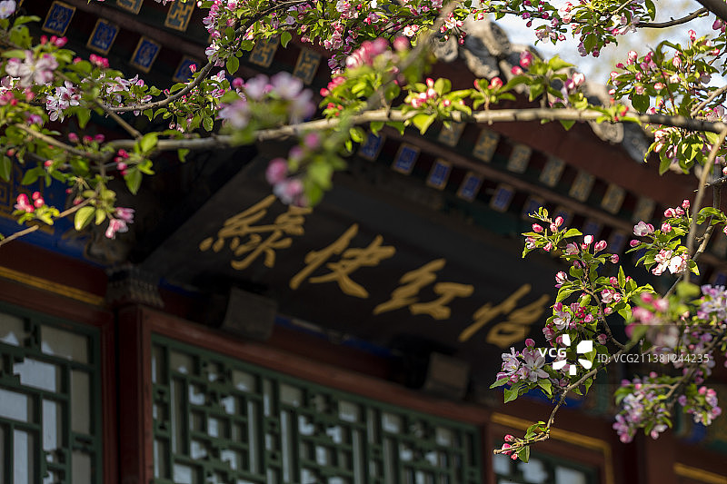 北京园林海棠花图片素材