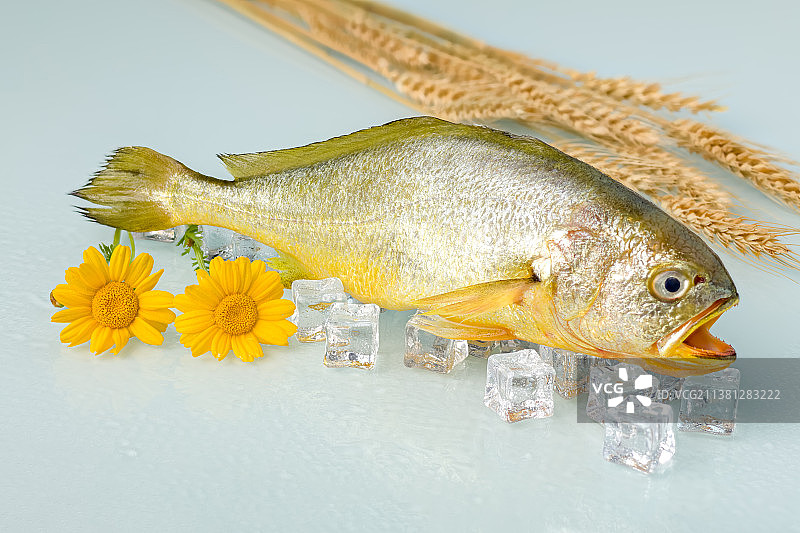 台州海鲜特产小黄鱼图片素材