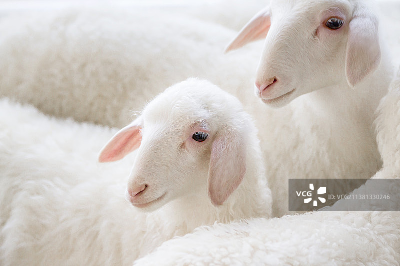 动物羊肖像特写喜气洋洋生肖壁纸图片素材