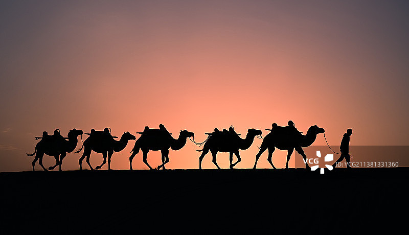驼队图片素材