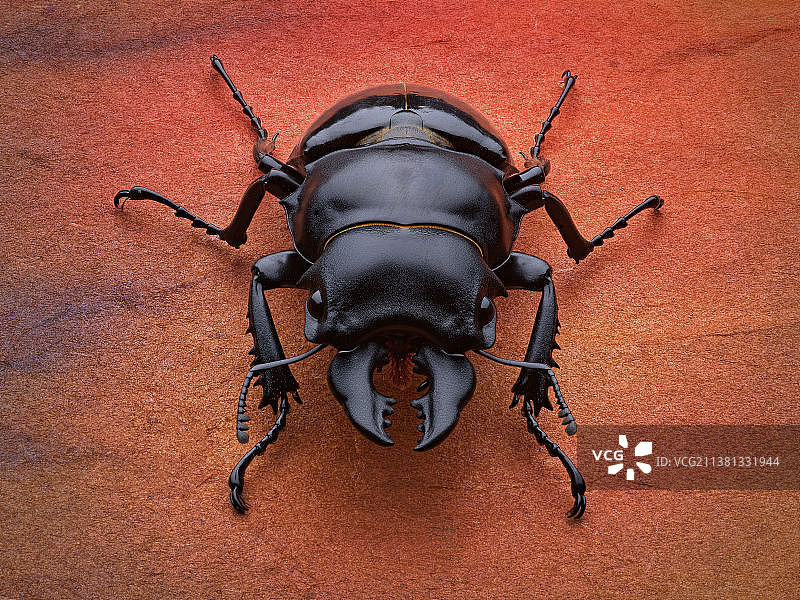 鬼艳锹形虫 Odontolabis siva parryi Boileau, 1905图片素材