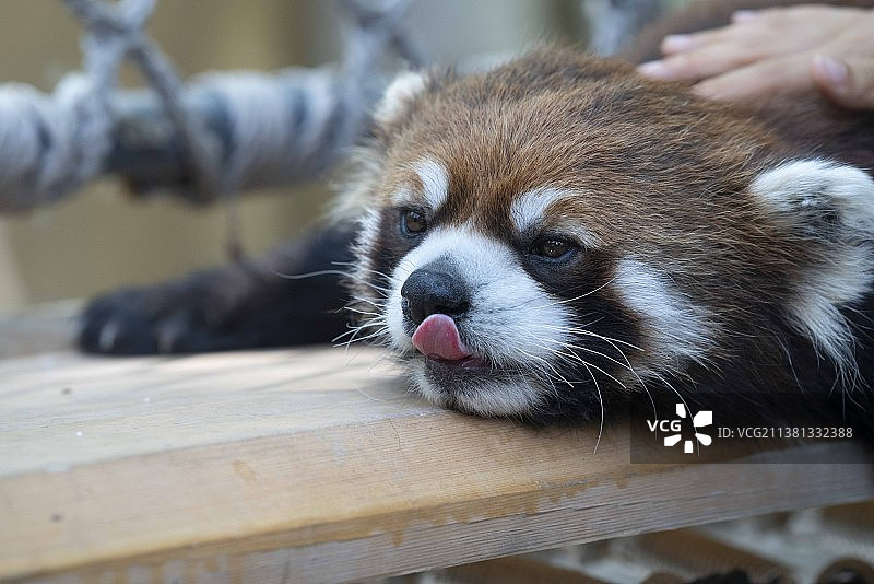 北京野生动物园小熊猫保护动物可爱呆萌觅食图片素材