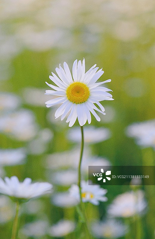 初夏花开，一朵美丽的白菊花，清新了夏日图片素材