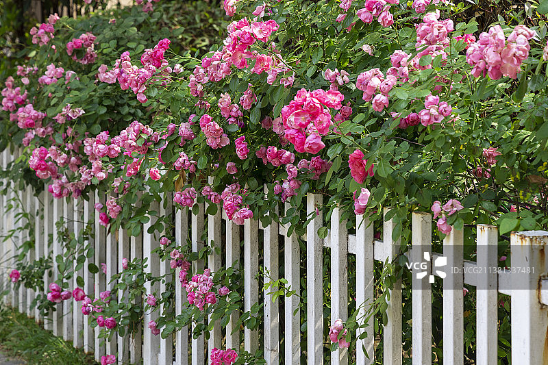 南京图书馆门口的蔷薇花图片素材
