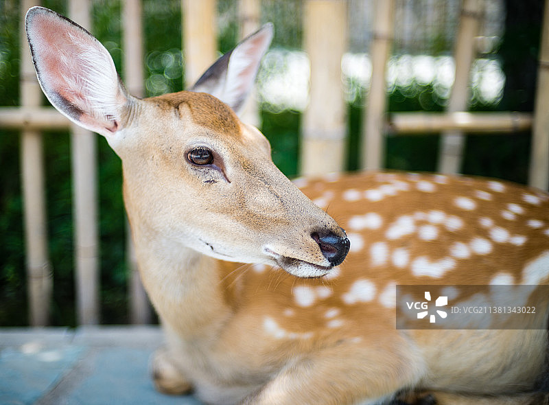 梅花鹿图片素材