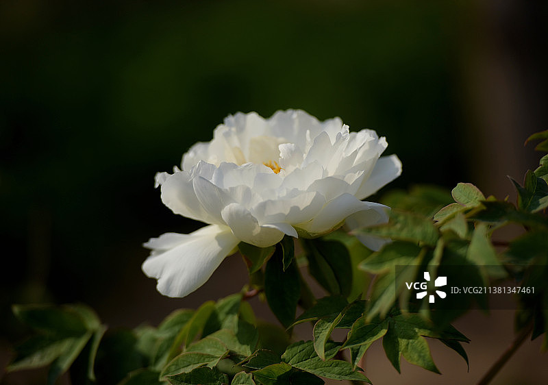 最爱白牡丹图片素材