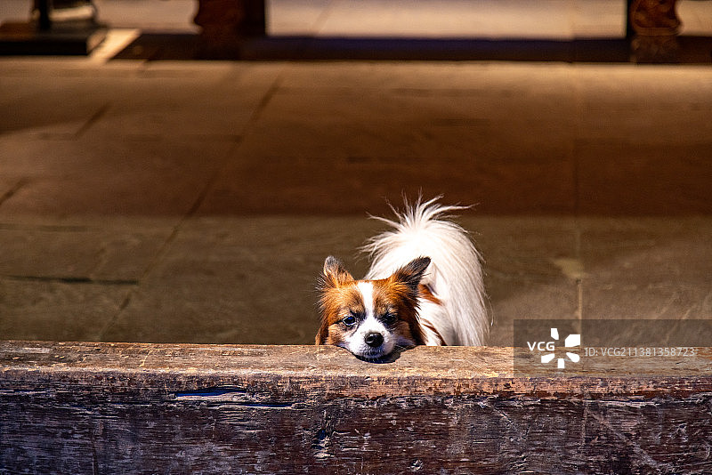 趴在门槛上的狗图片素材