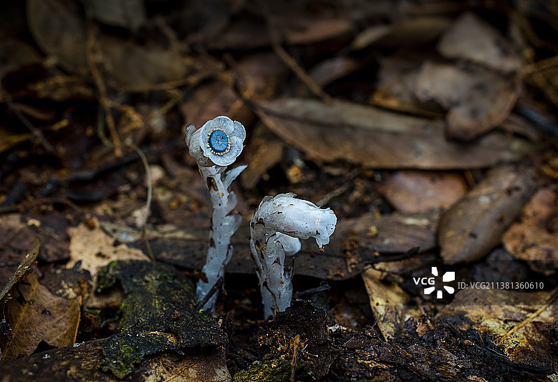 水晶兰图片素材