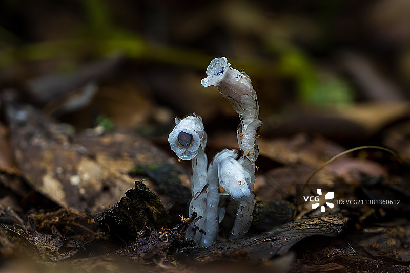水晶兰图片素材