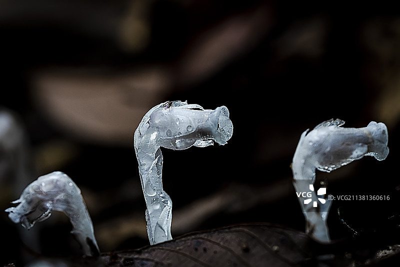 水晶兰图片素材