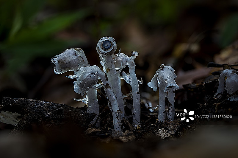 水晶兰图片素材