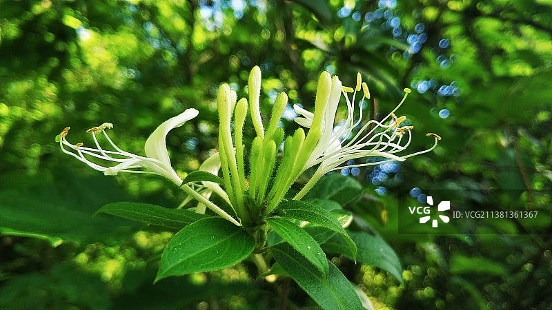 野生金银花图片素材