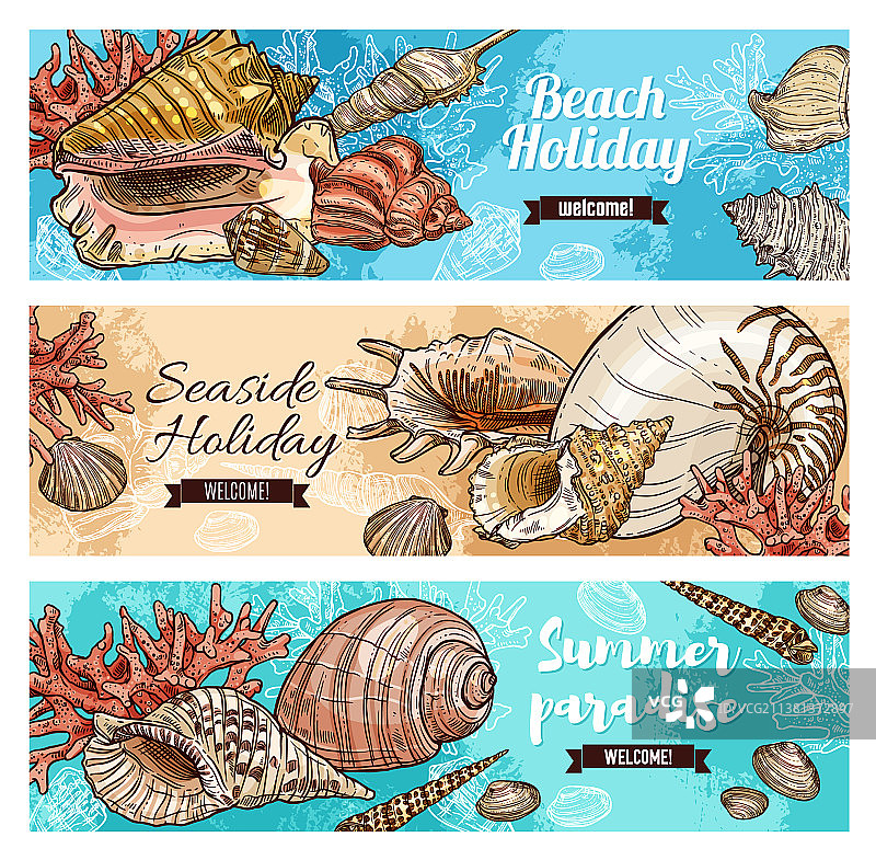 珊瑚和海螺贝壳图片素材