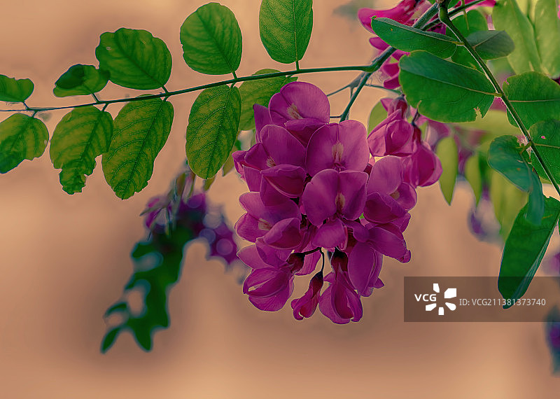 五月槐花香图片素材