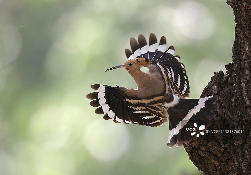 大花扇子图片素材