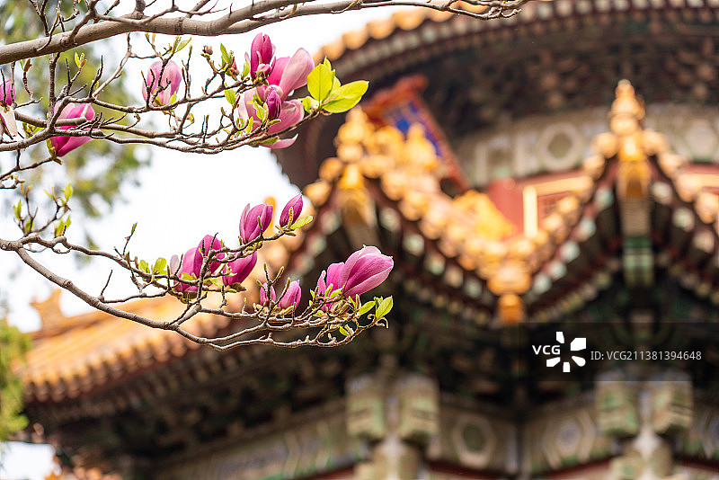 春天故宫御花园紫玉兰开花与千秋亭图片素材