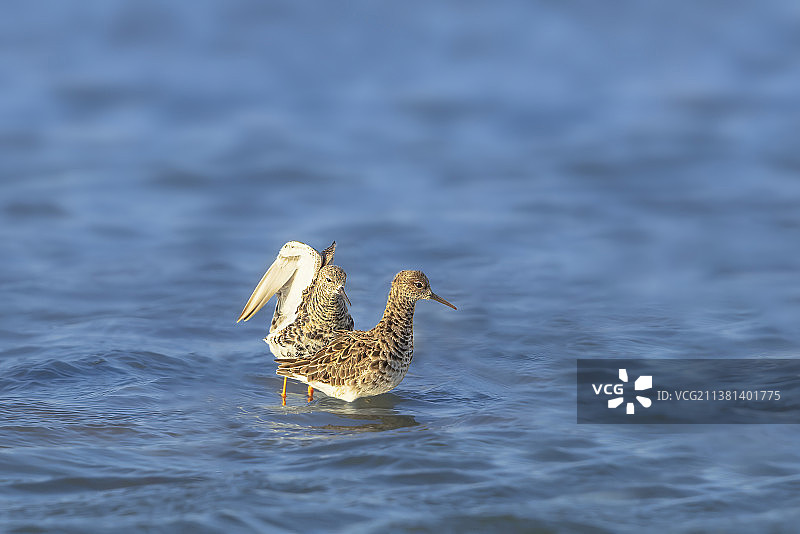 流苏鹬图片素材