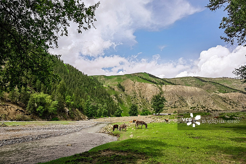 天山雪莲谷风景图片素材