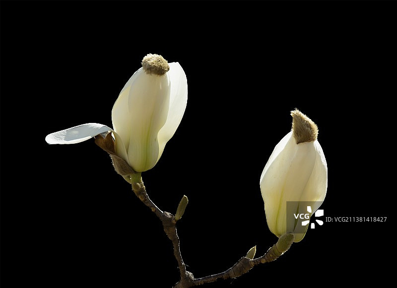 两小无猜图片素材