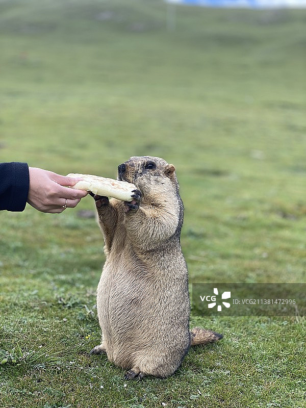 Treasure mouse图片素材