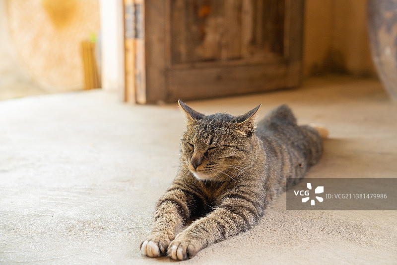 斑纹猫图片素材