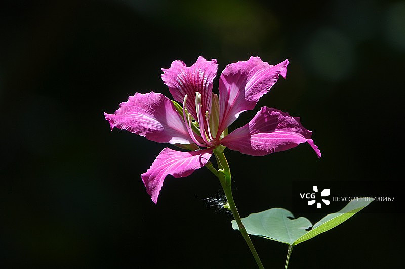 紫荆花图片素材