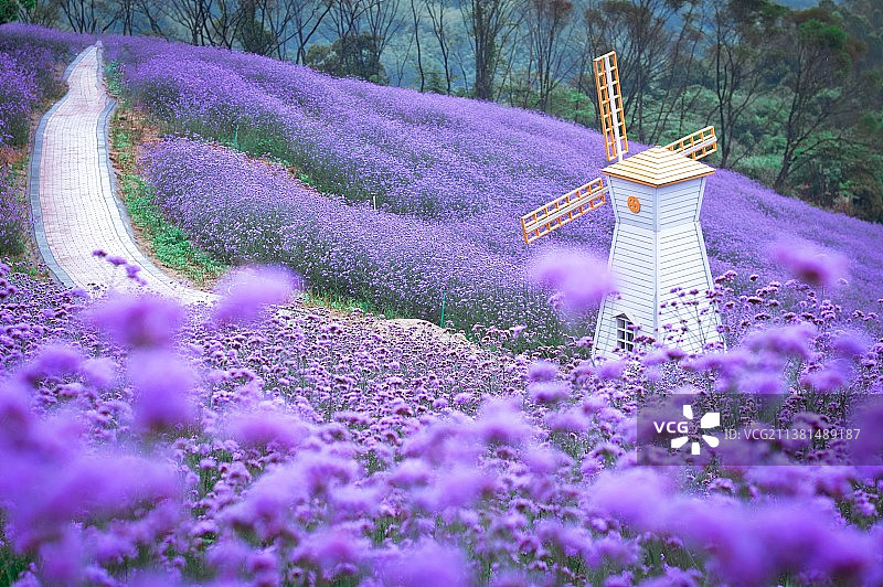 白石岩紫色花海图片素材