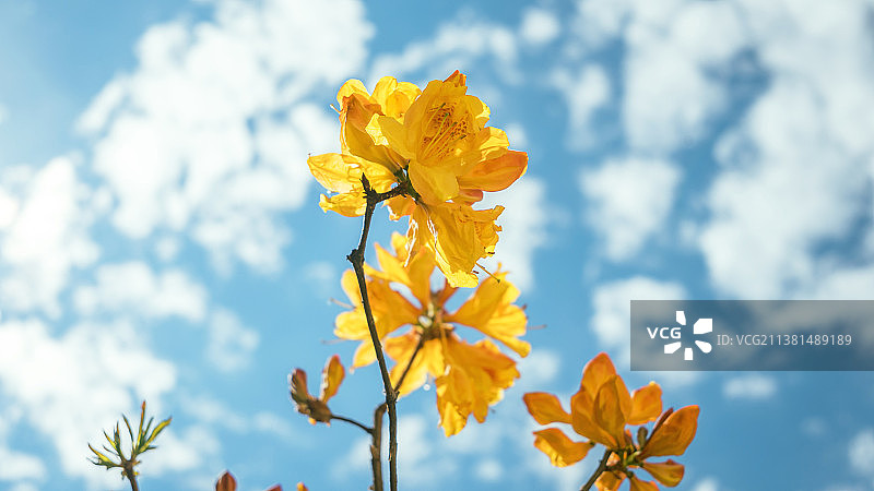 云南兰坪高山黄杜鹃图片素材