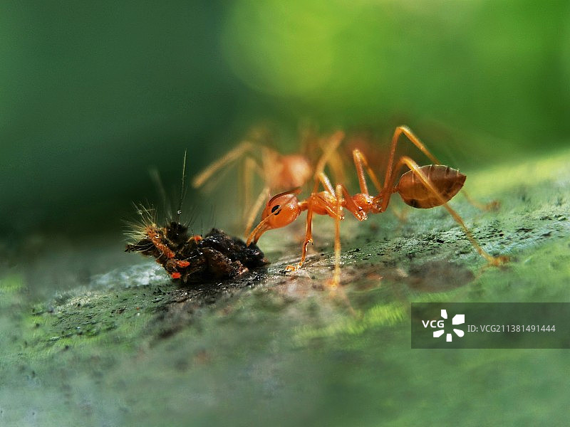 美食可餐图片素材