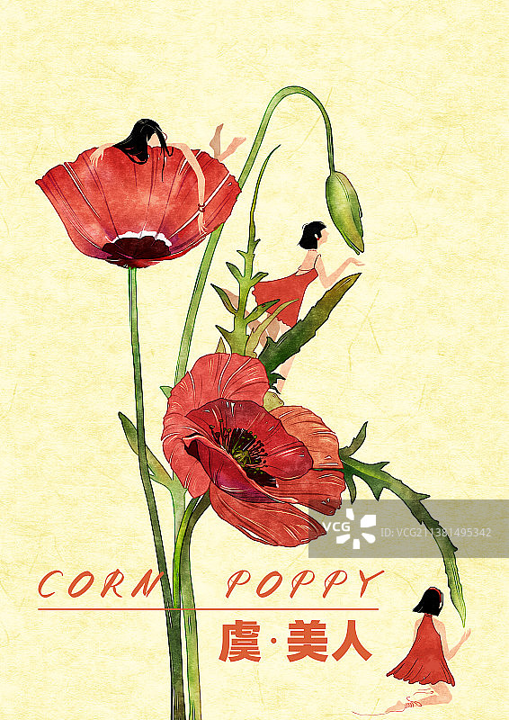 虞美人图片素材