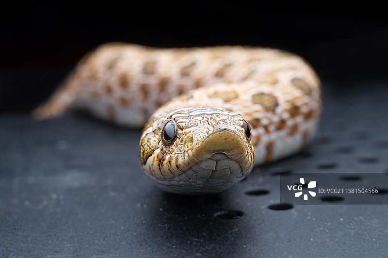 猪鼻蛇图片素材