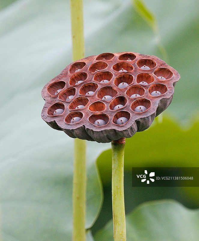 _MG_6285图片素材