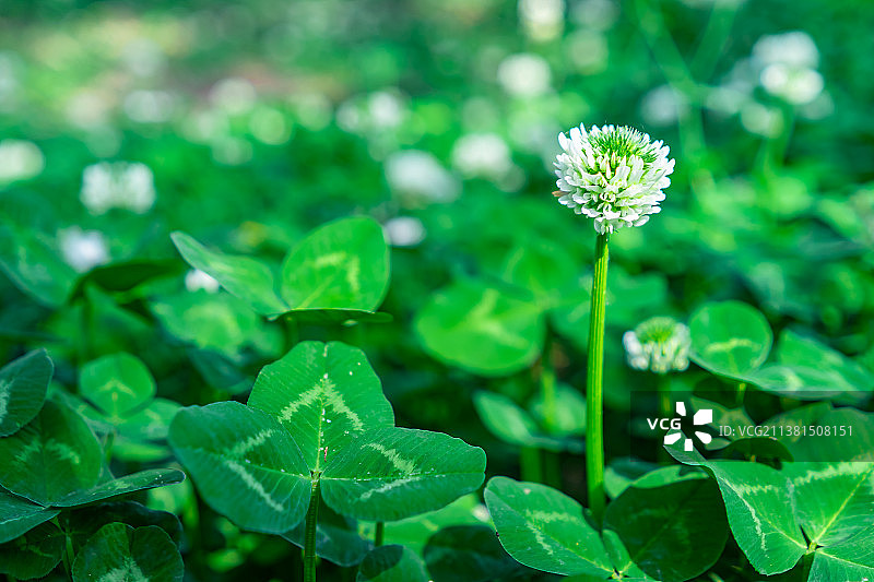 中国野生植物拍摄主题，绿化带园林里的栽培植物，平视角拍摄绿色的三叶草和盛开的白色的花朵特写，户外无人图片素材