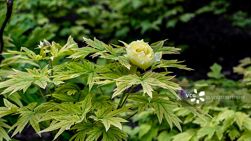 黄牡丹Yellow Peony图片素材