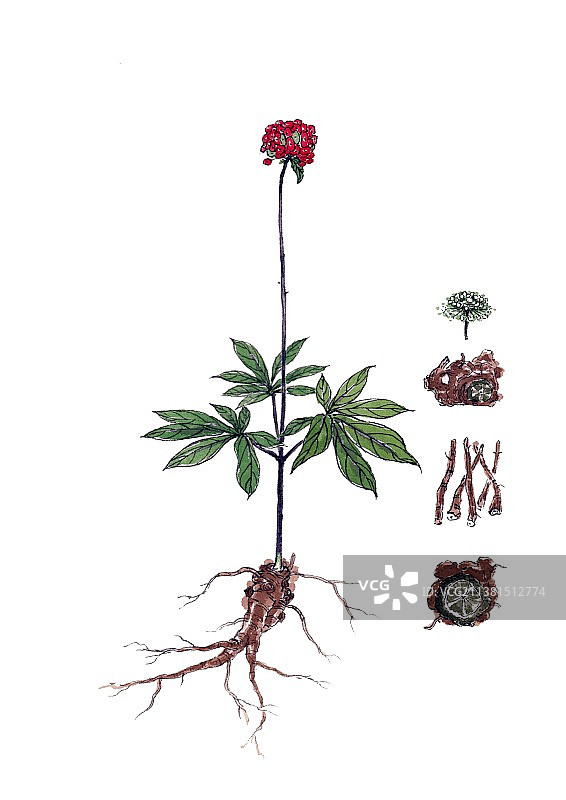 手绘本草纲目中草药植物插画三七图片素材