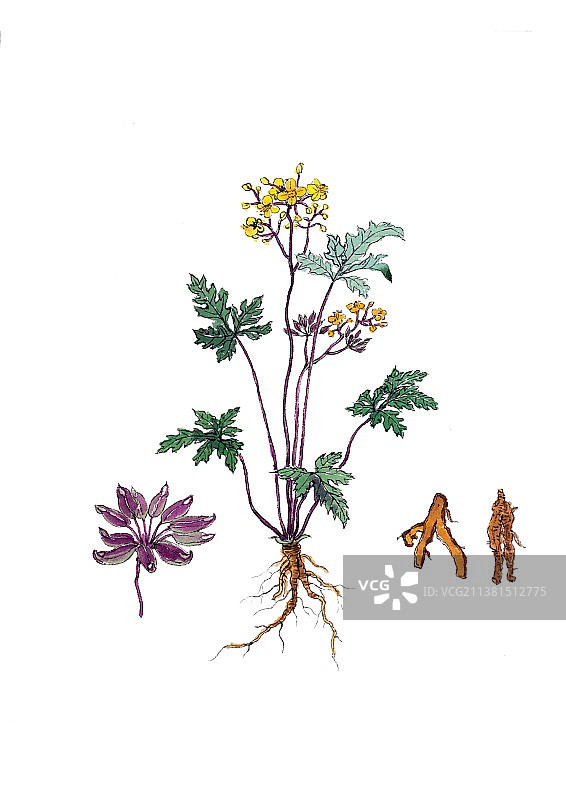 手绘本草纲目中草药植物插画黄连图片素材