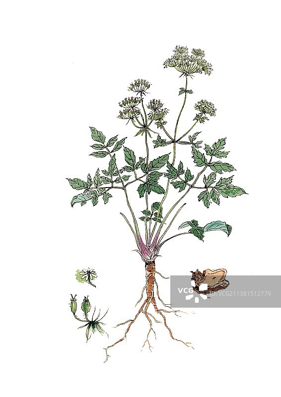 手绘本草纲目中草药植物插画独活图片素材