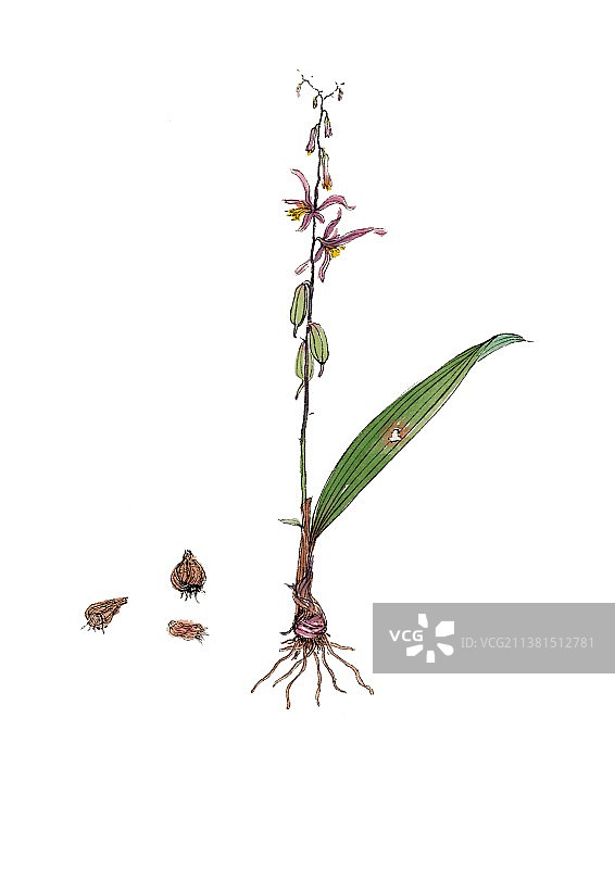 手绘本草纲目中草药植物插画山慈菇图片素材