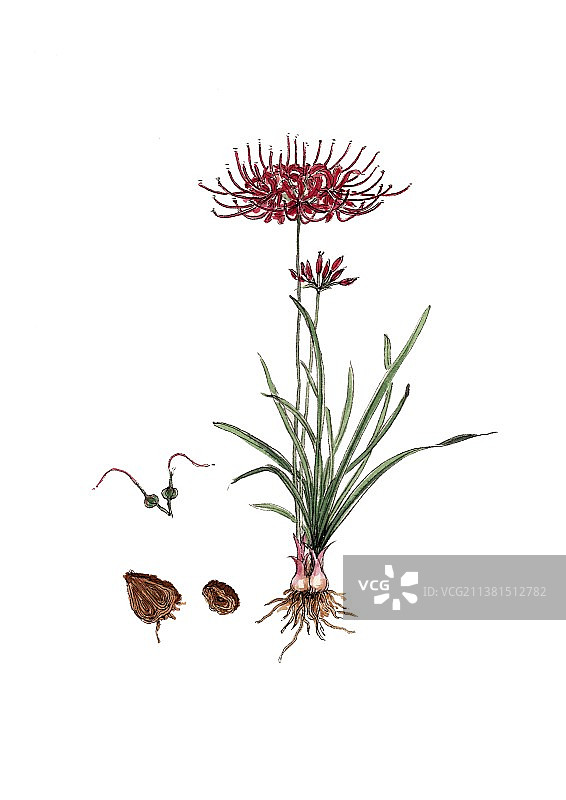 手绘本草纲目中草药植物插画石蒜图片素材