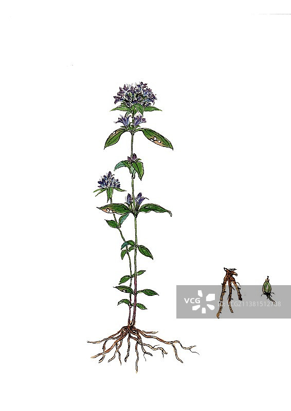 手绘本草纲目中草药植物插画龙胆图片素材